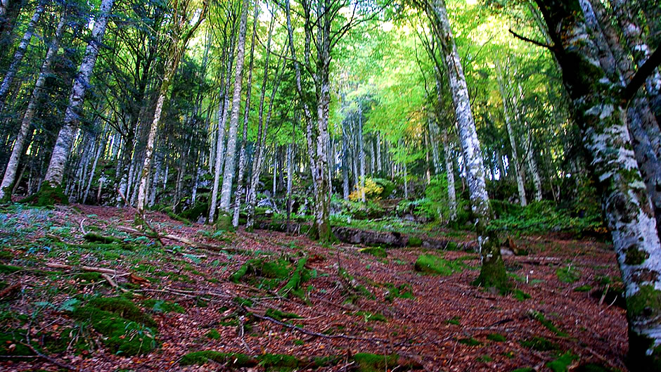 Selva de Irati Otoño en Navarra